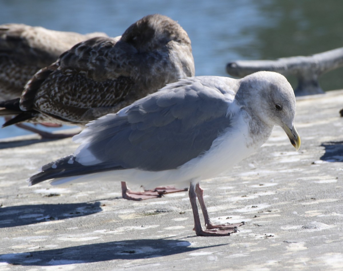 Iceland Gull (Thayer's) - ML625689402