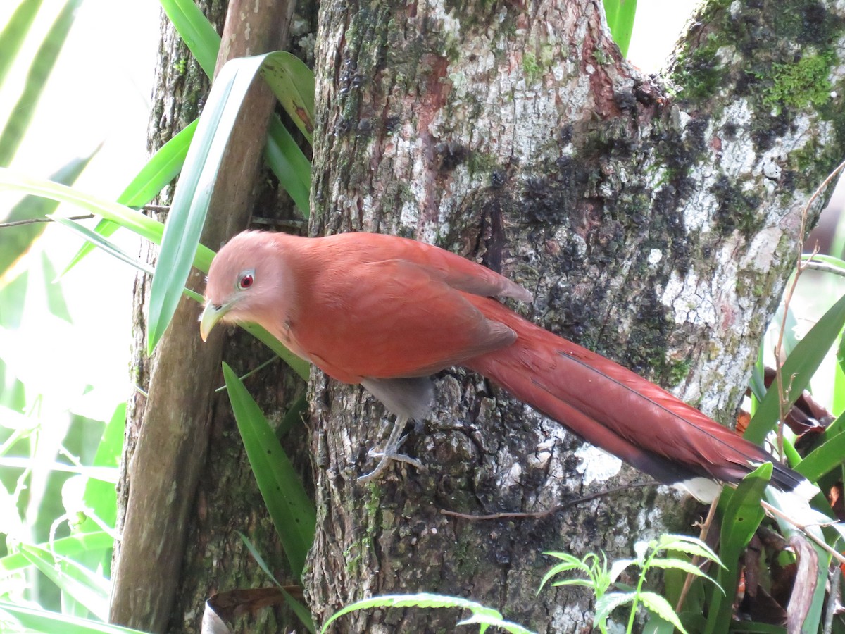 Squirrel Cuckoo - ML625689416