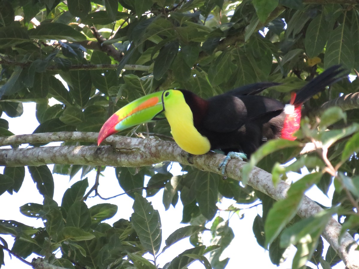 Keel-billed Toucan - ML625689497