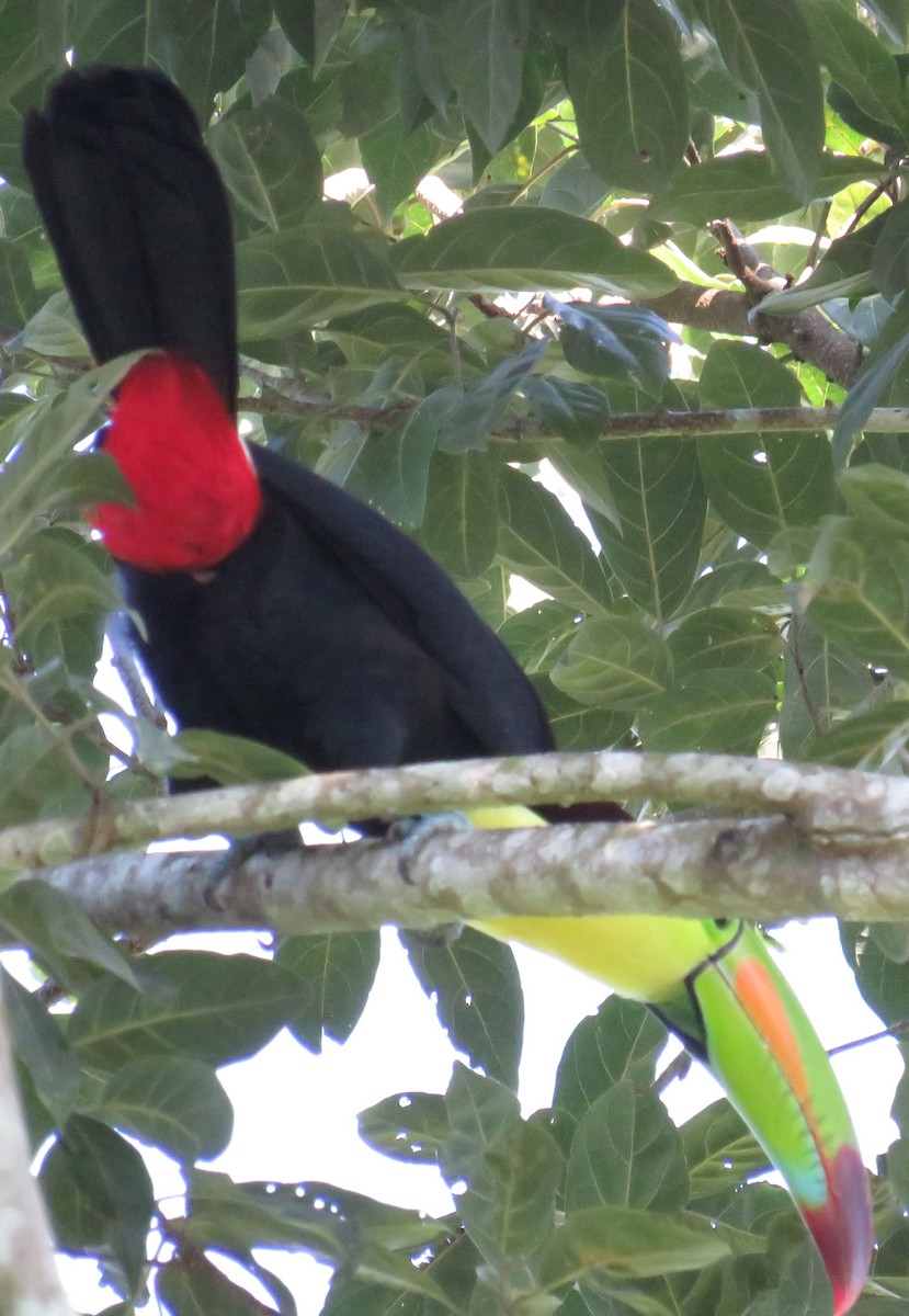 Keel-billed Toucan - ML625689498