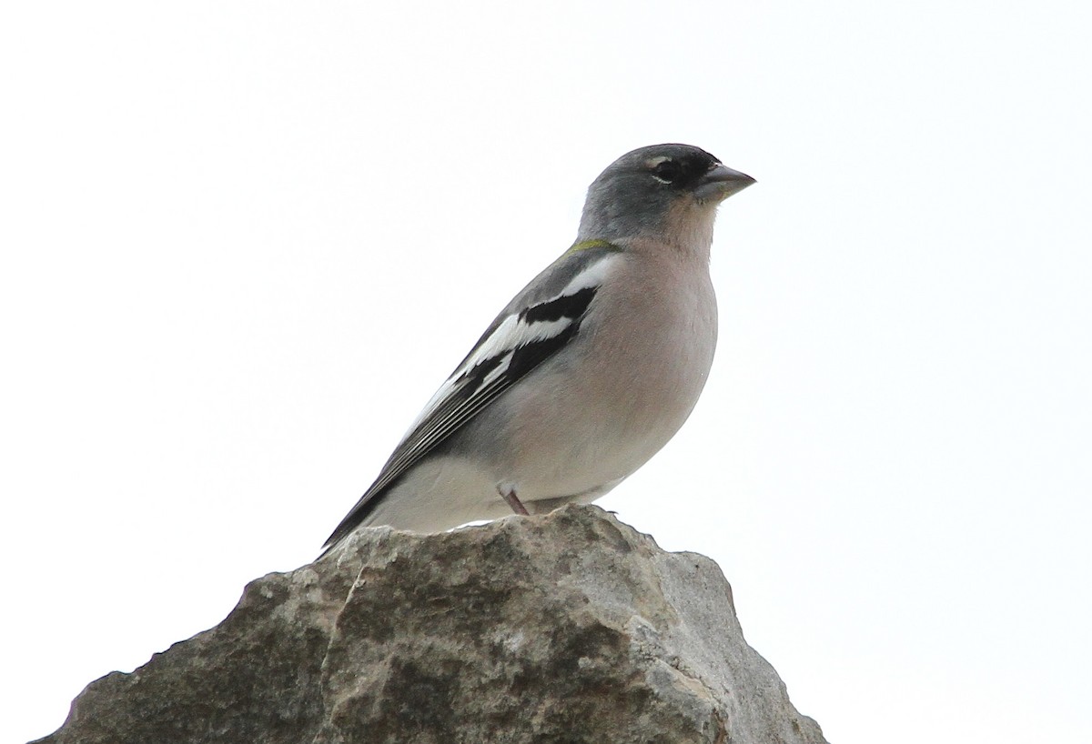 African Chaffinch (Tunisian) - ML625689778