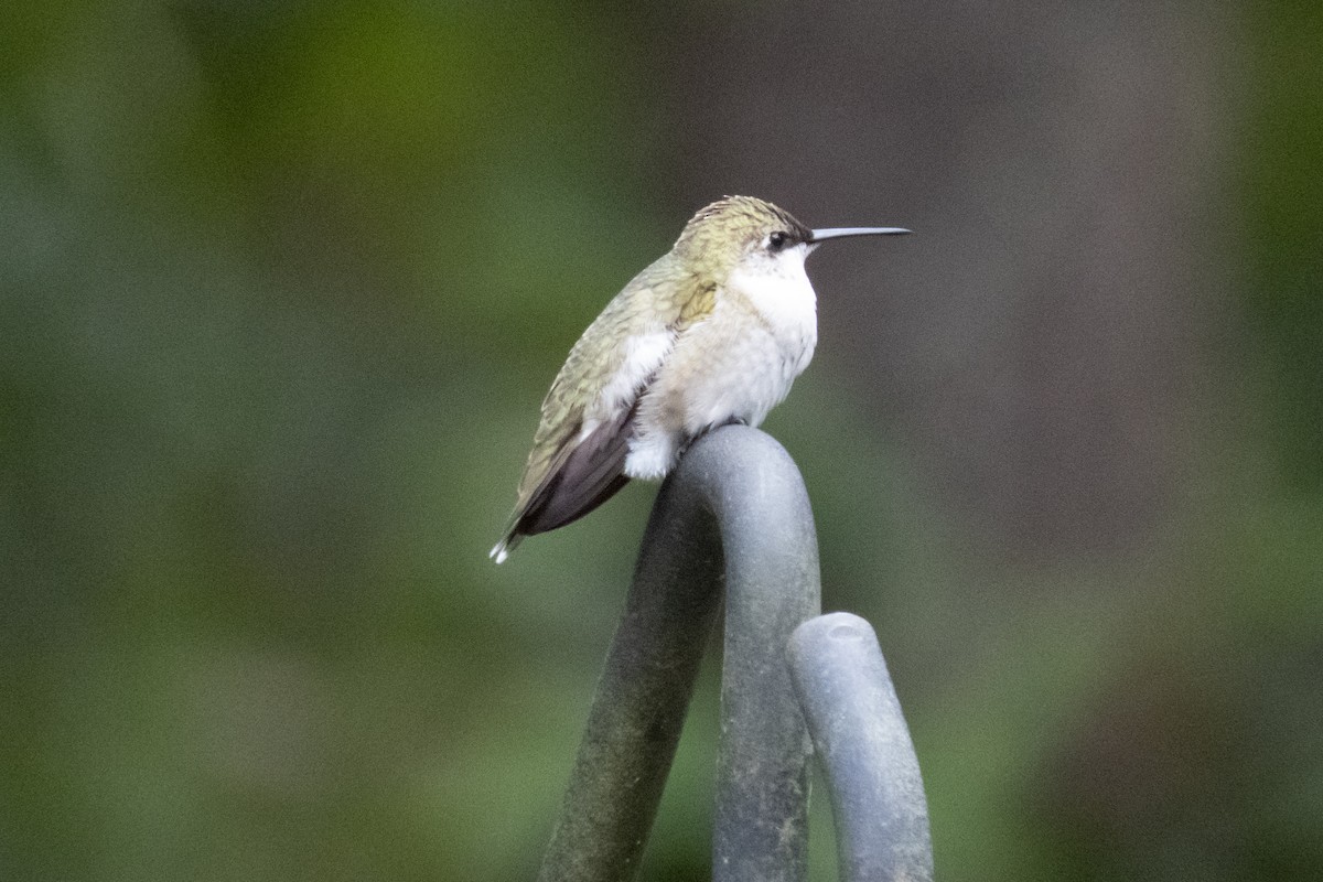 Colibri à gorge rubis - ML625689849