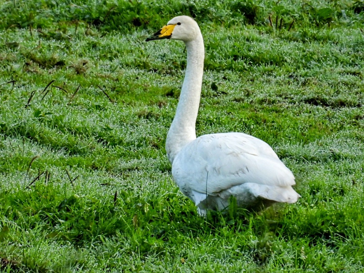 Whooper Swan - Manuel Hermosilla
