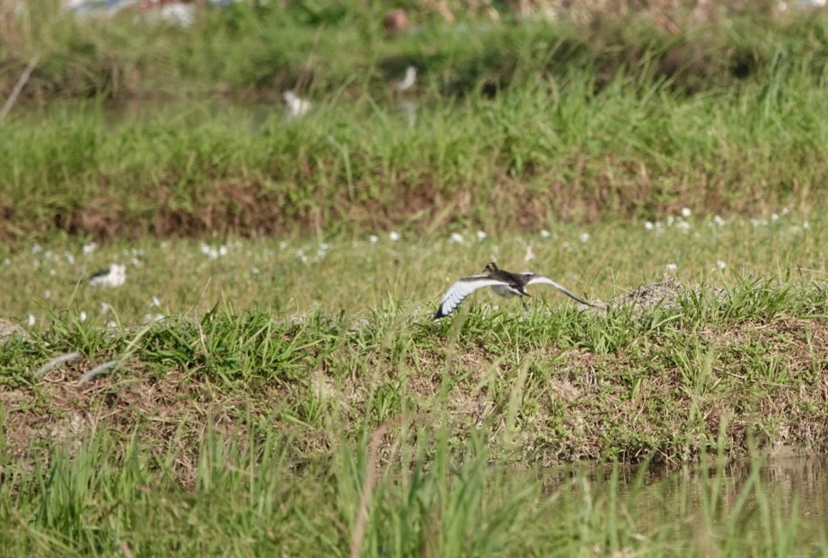Pheasant-tailed Jacana - ML625689903