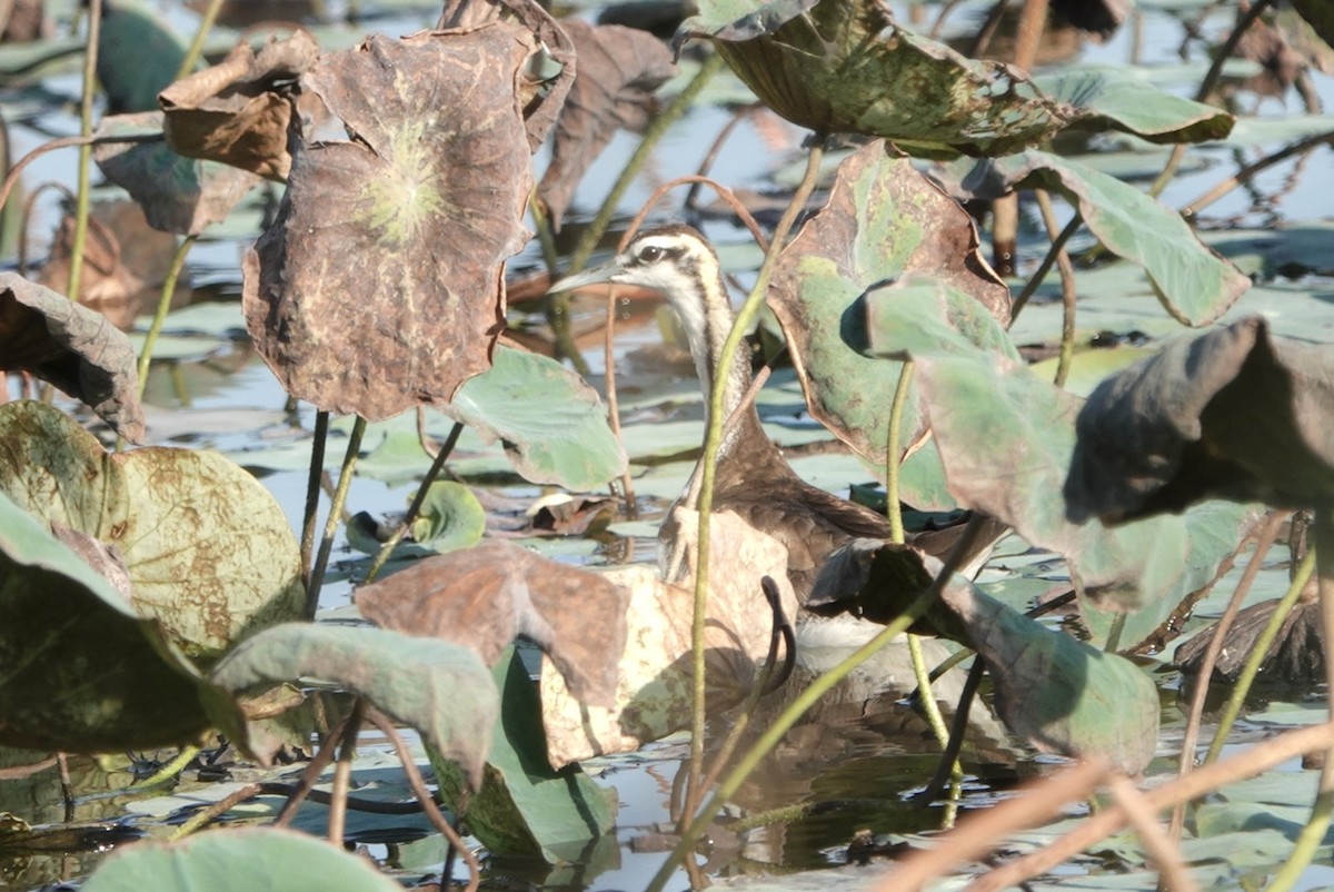 Pheasant-tailed Jacana - ML625689904