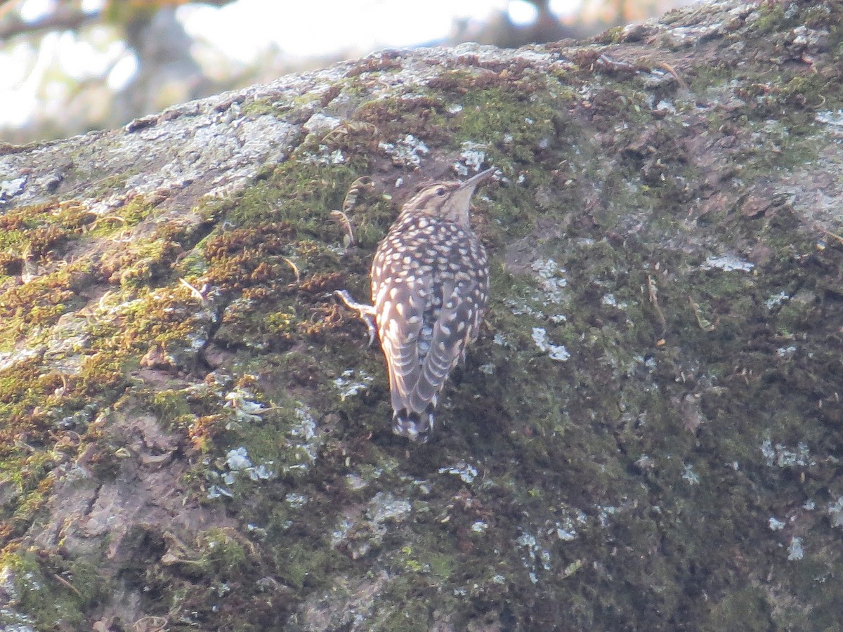 African Spotted Creeper - ML625689937