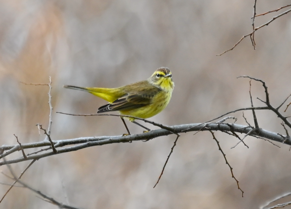 Palm Warbler (Yellow) - ML625690083