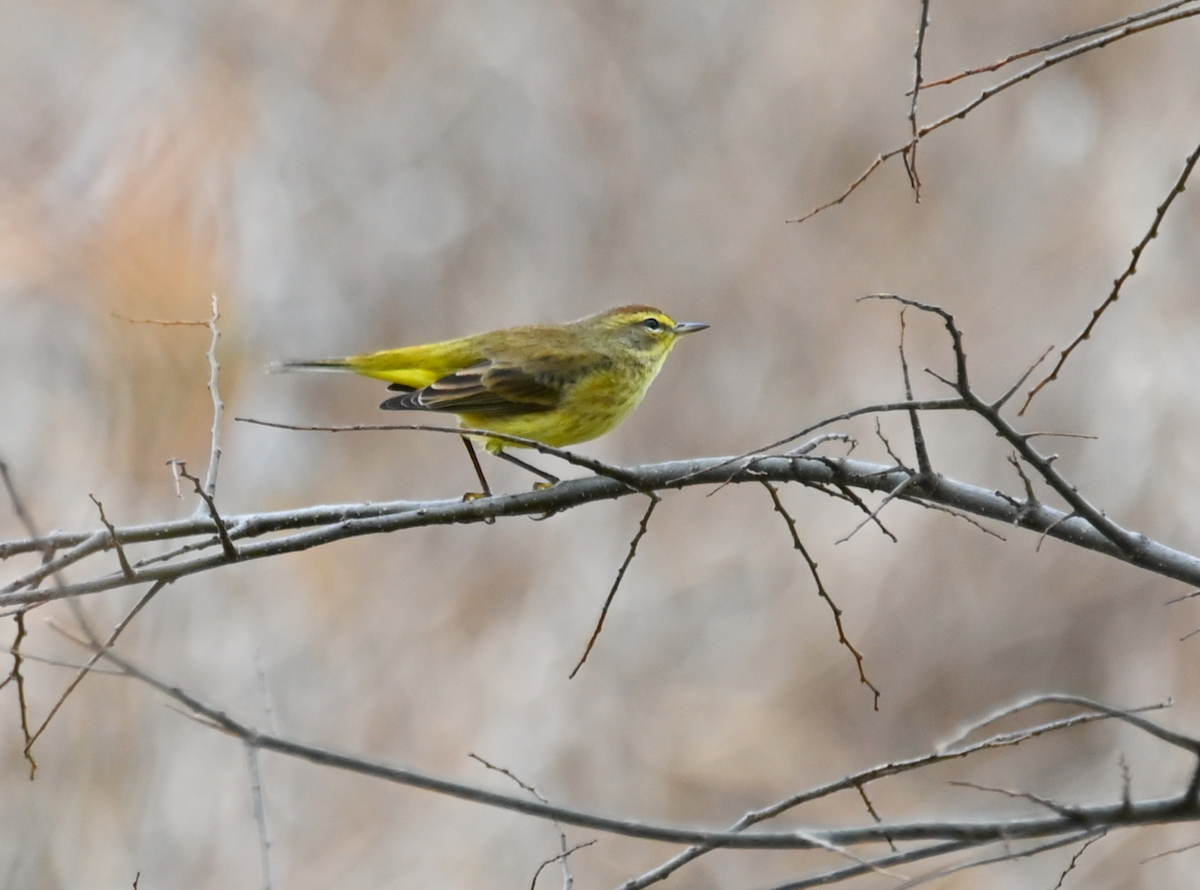 Palm Warbler (Yellow) - ML625690084