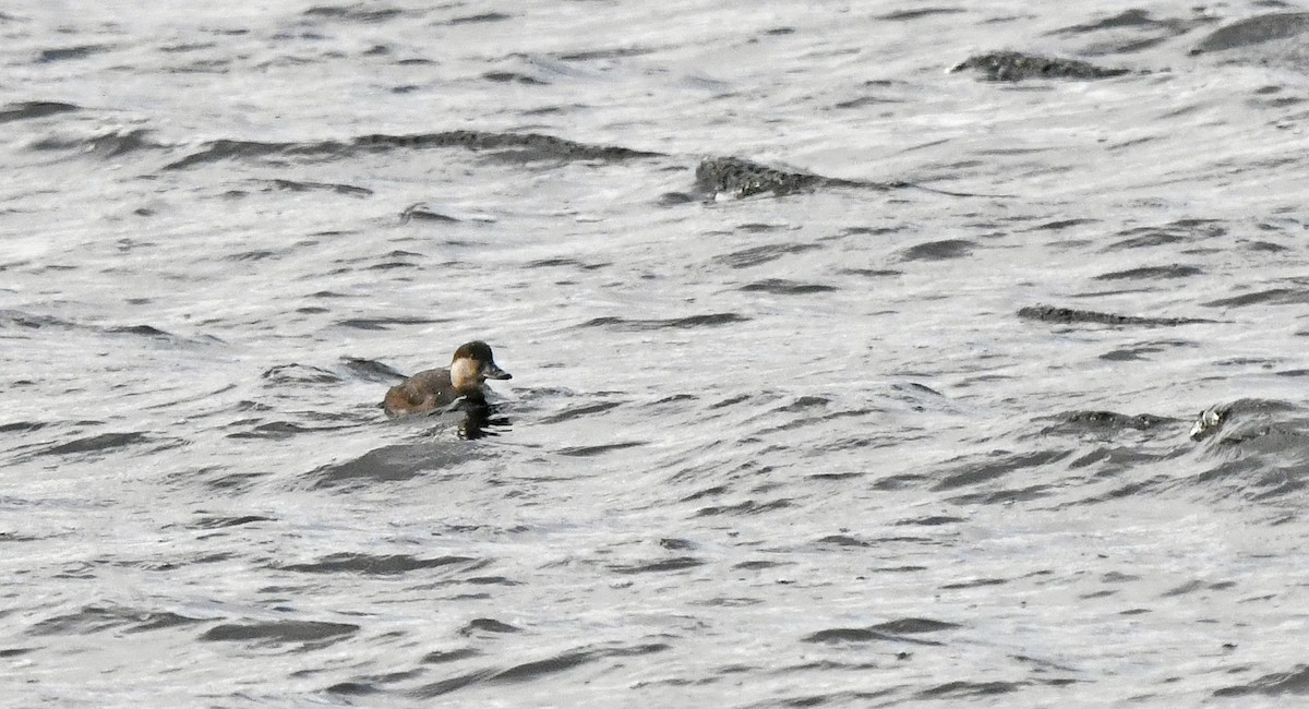 Black Scoter - ML625690372