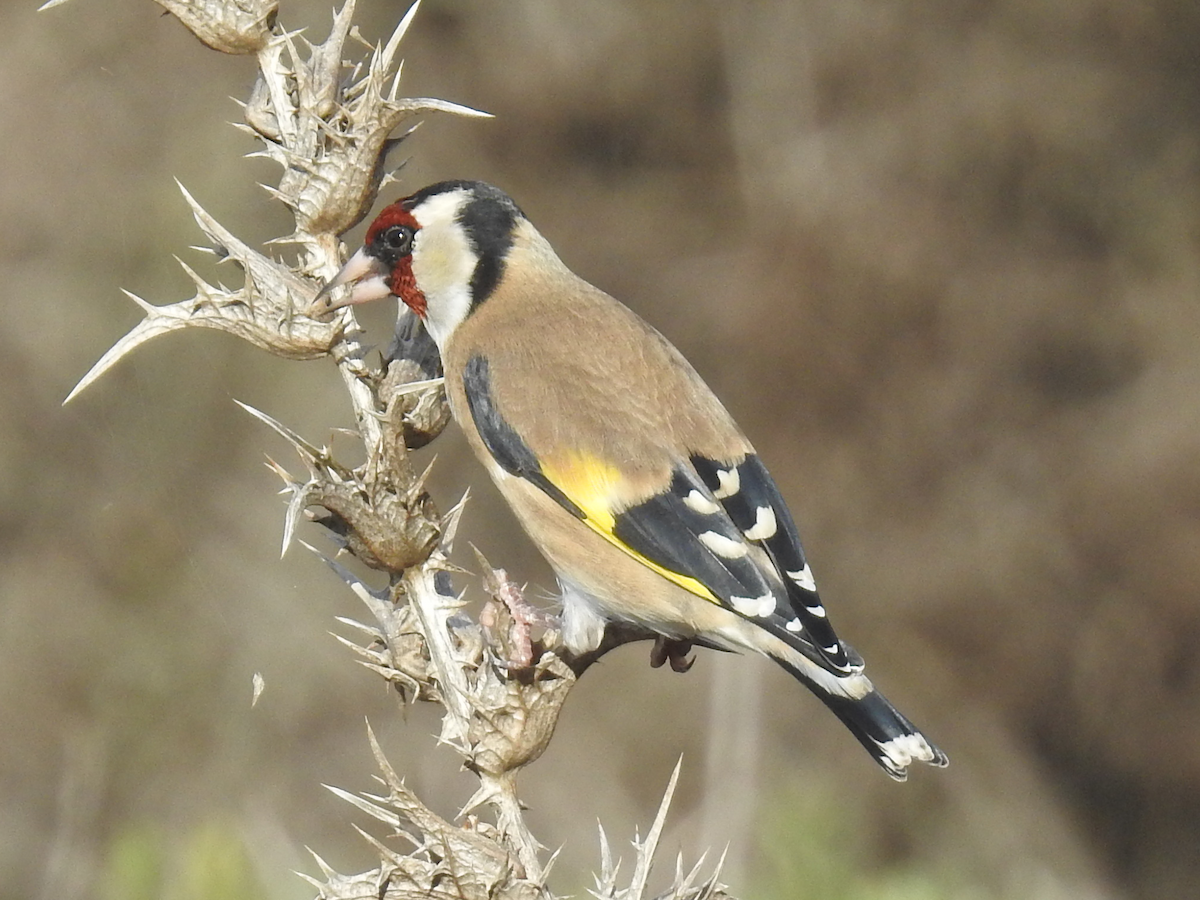 stehlík obecný - ML625690392