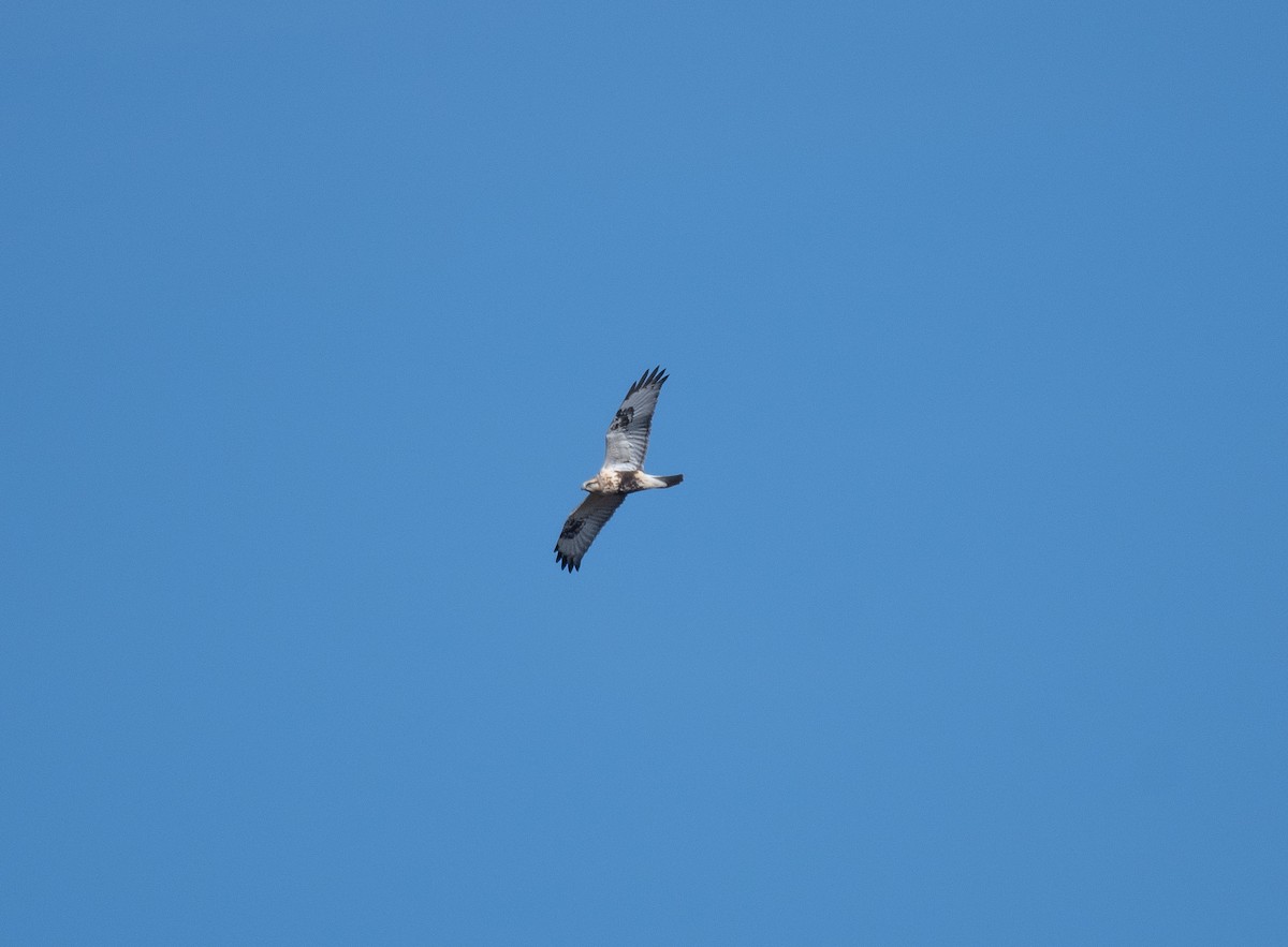 Rough-legged Hawk - ML625690511