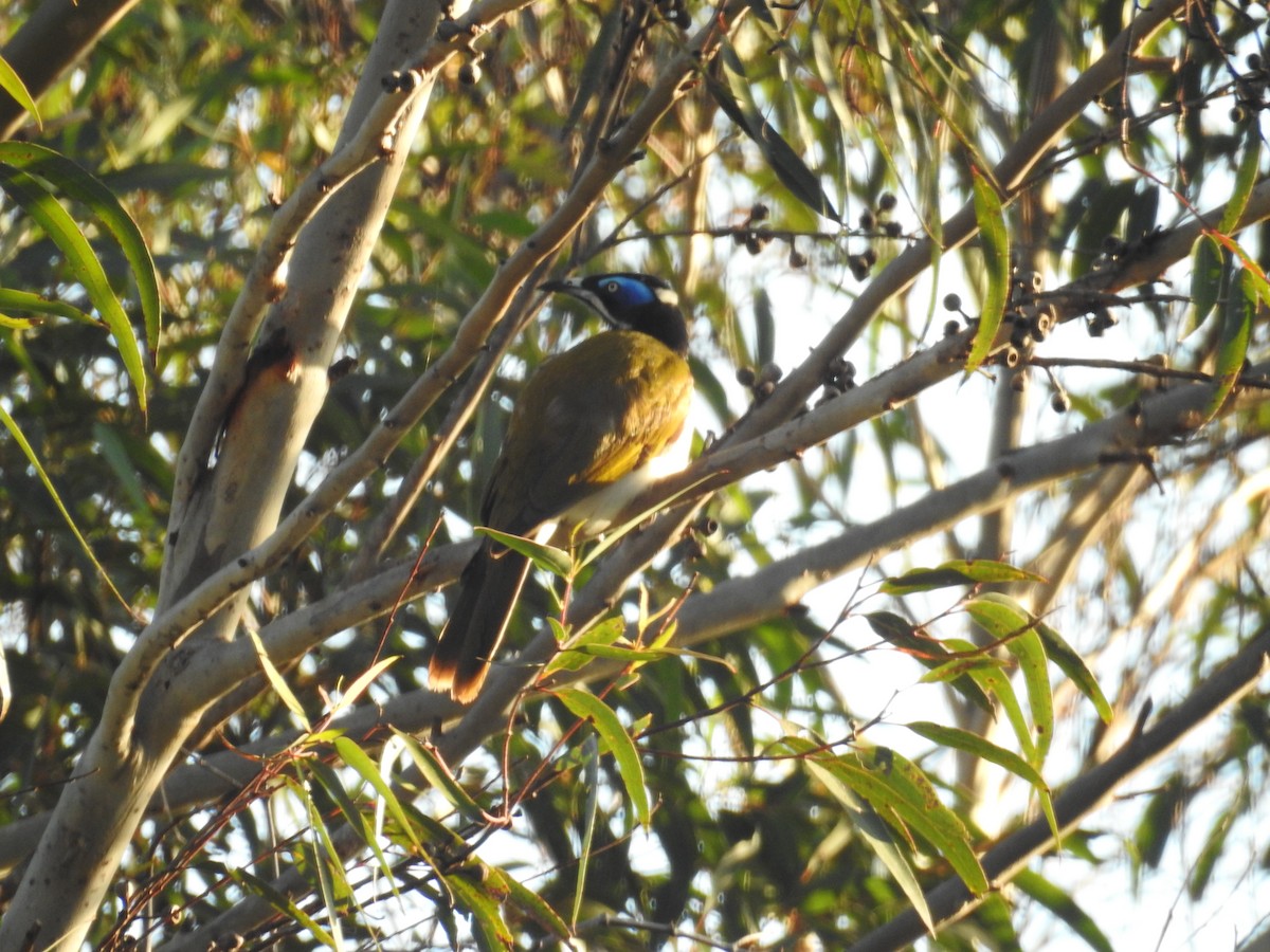 Blue-faced Honeyeater - Belinda Ferrari