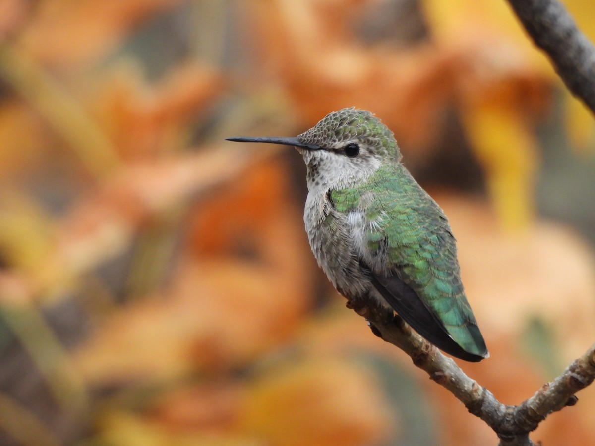 Anna's Hummingbird - ML625690738