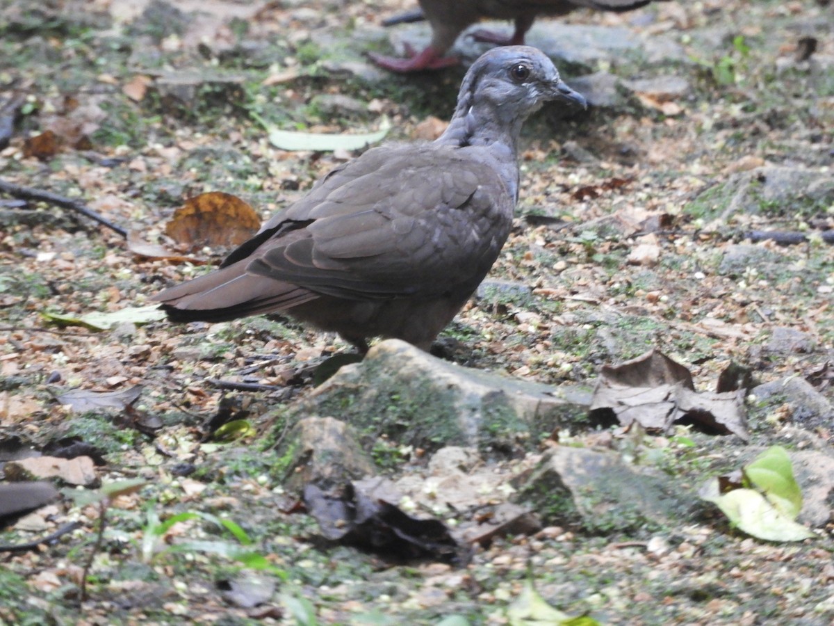 Dusky Pigeon - ML625690900