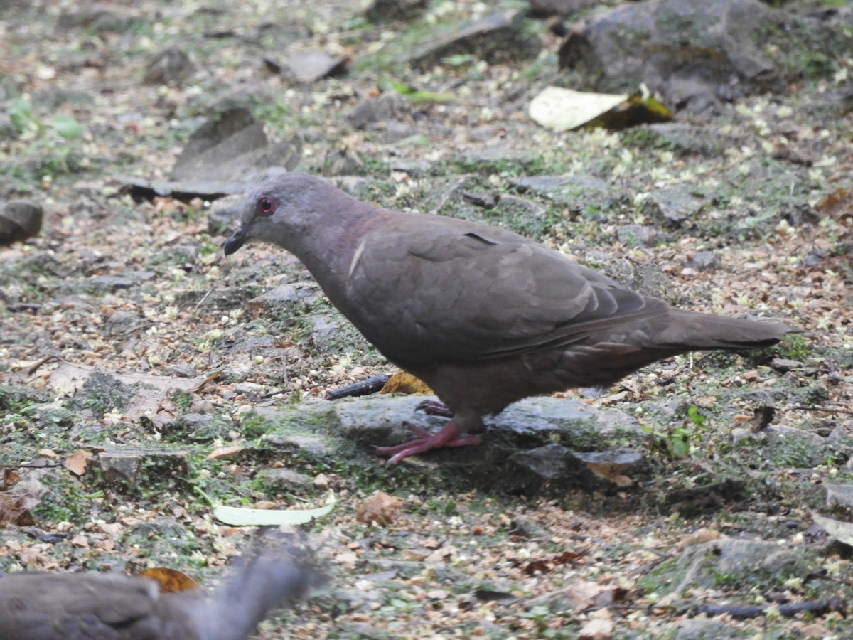 Dusky Pigeon - ML625690901