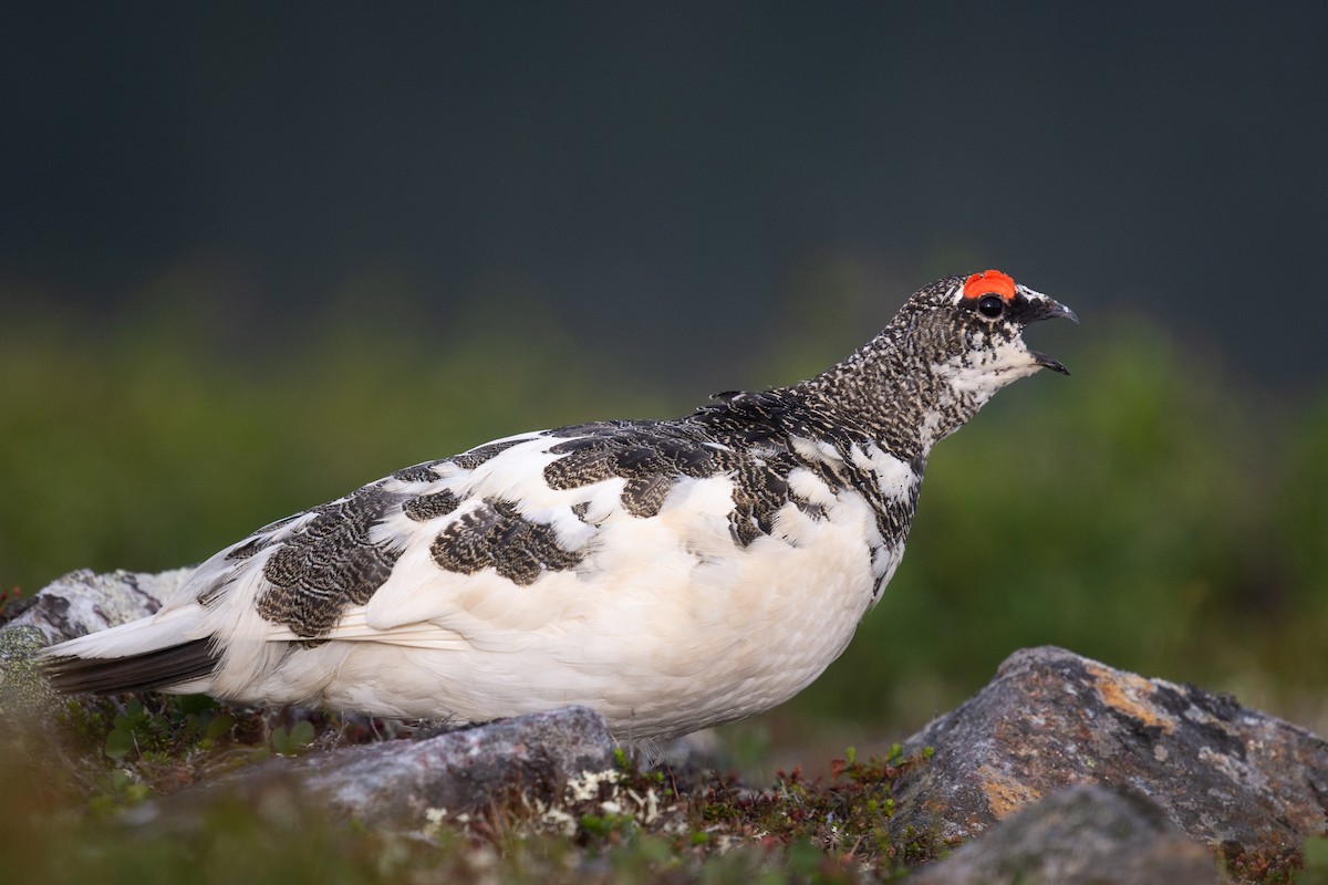 Rock Ptarmigan - ML625690986