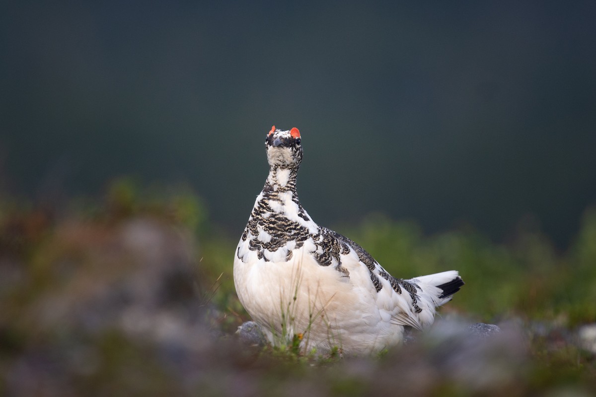 Rock Ptarmigan - ML625690987