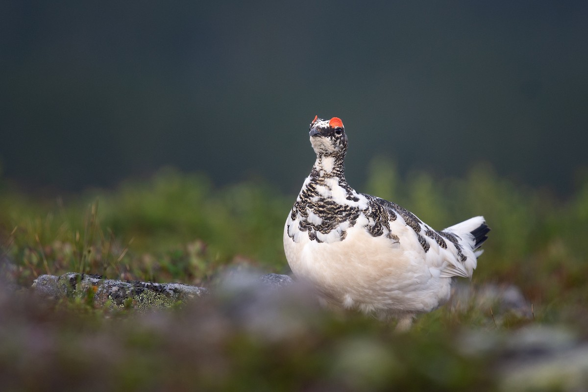 Rock Ptarmigan - ML625690988