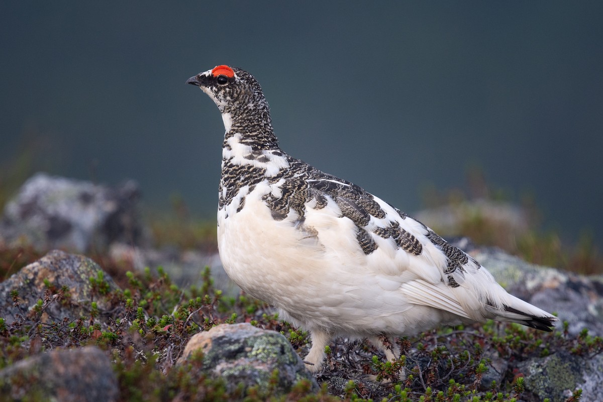 Rock Ptarmigan - ML625690990