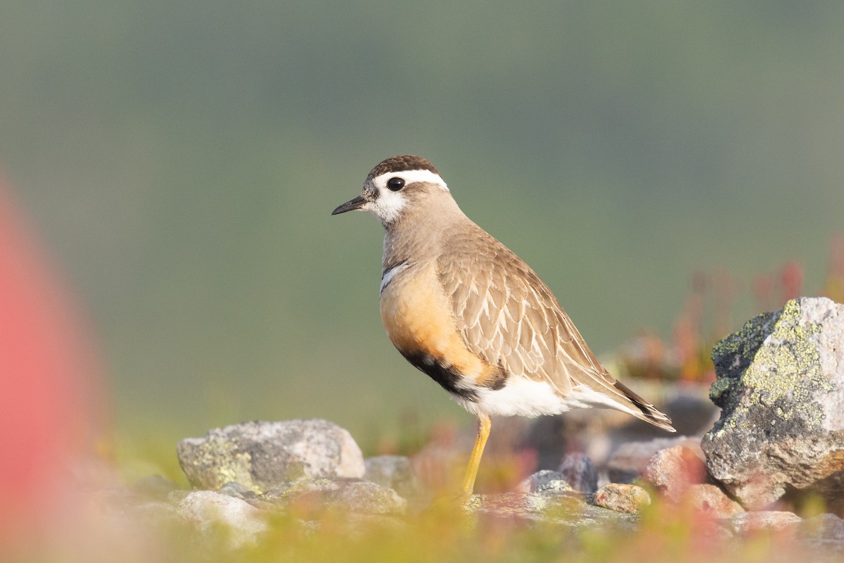 Eurasian Dotterel - Matthias Weid