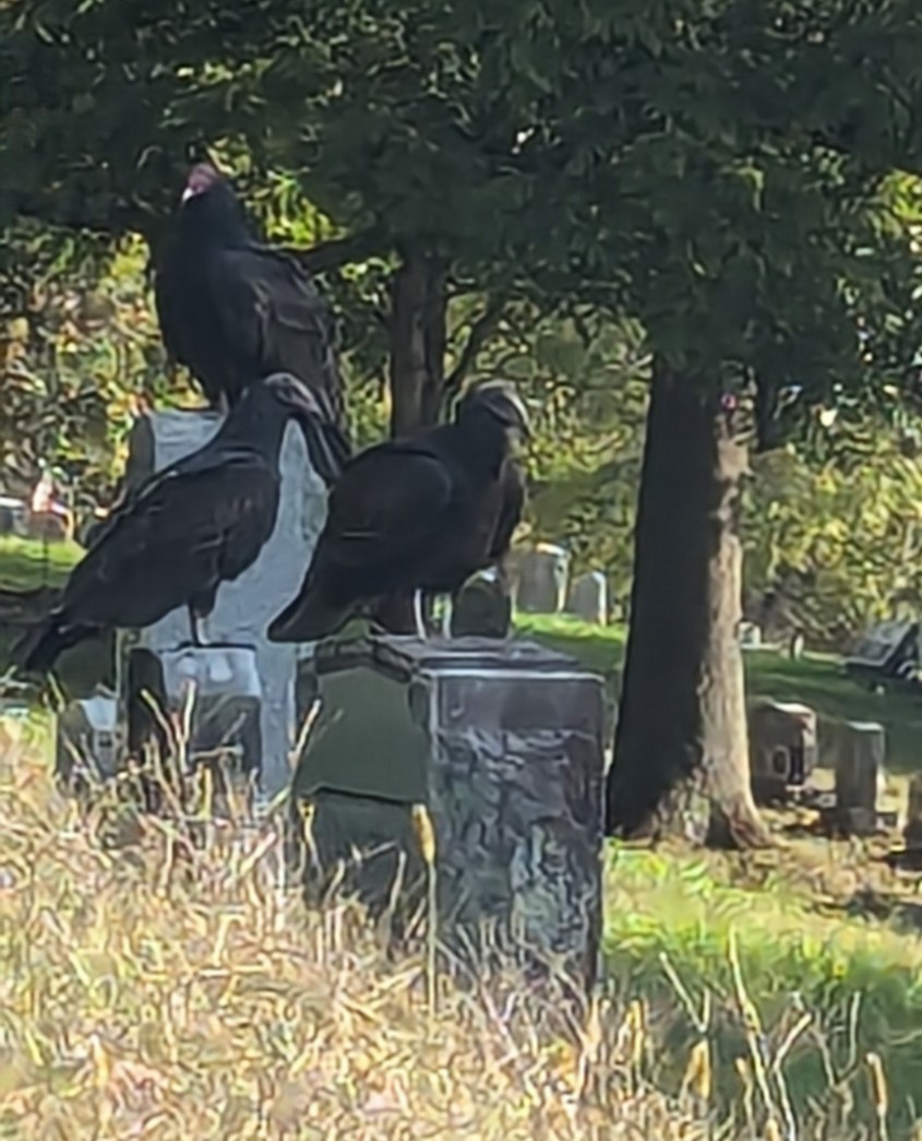 Turkey Vulture - ML625691026