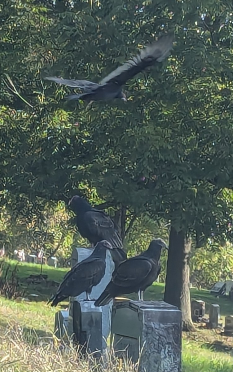 Turkey Vulture - ML625691027