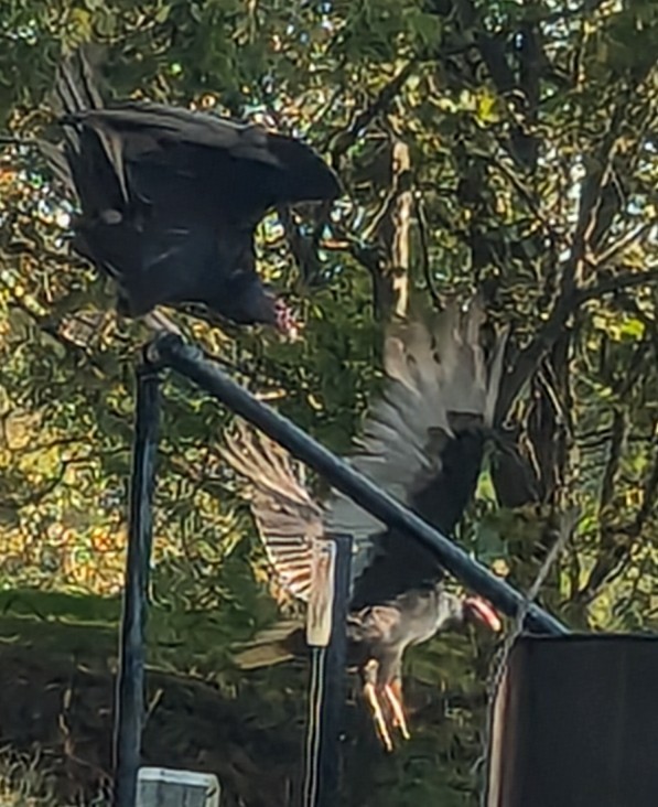 Turkey Vulture - ML625691077