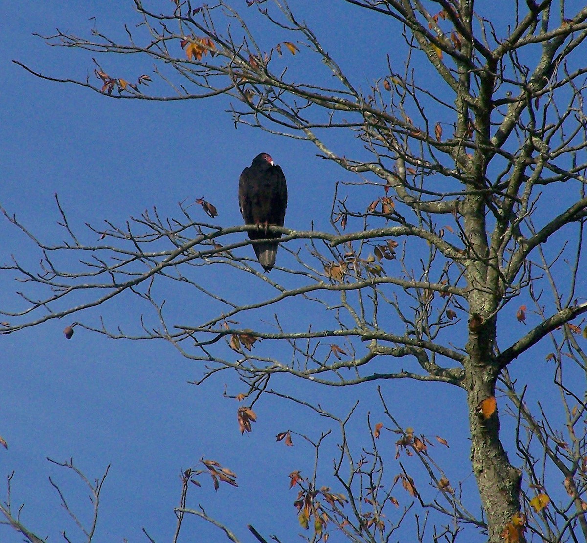 Turkey Vulture - ML625691079