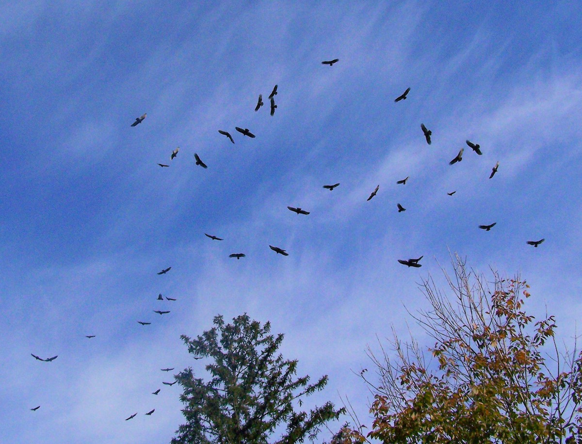 Turkey Vulture - ML625691080