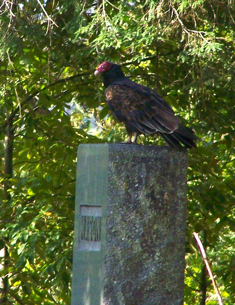 Turkey Vulture - ML625691081