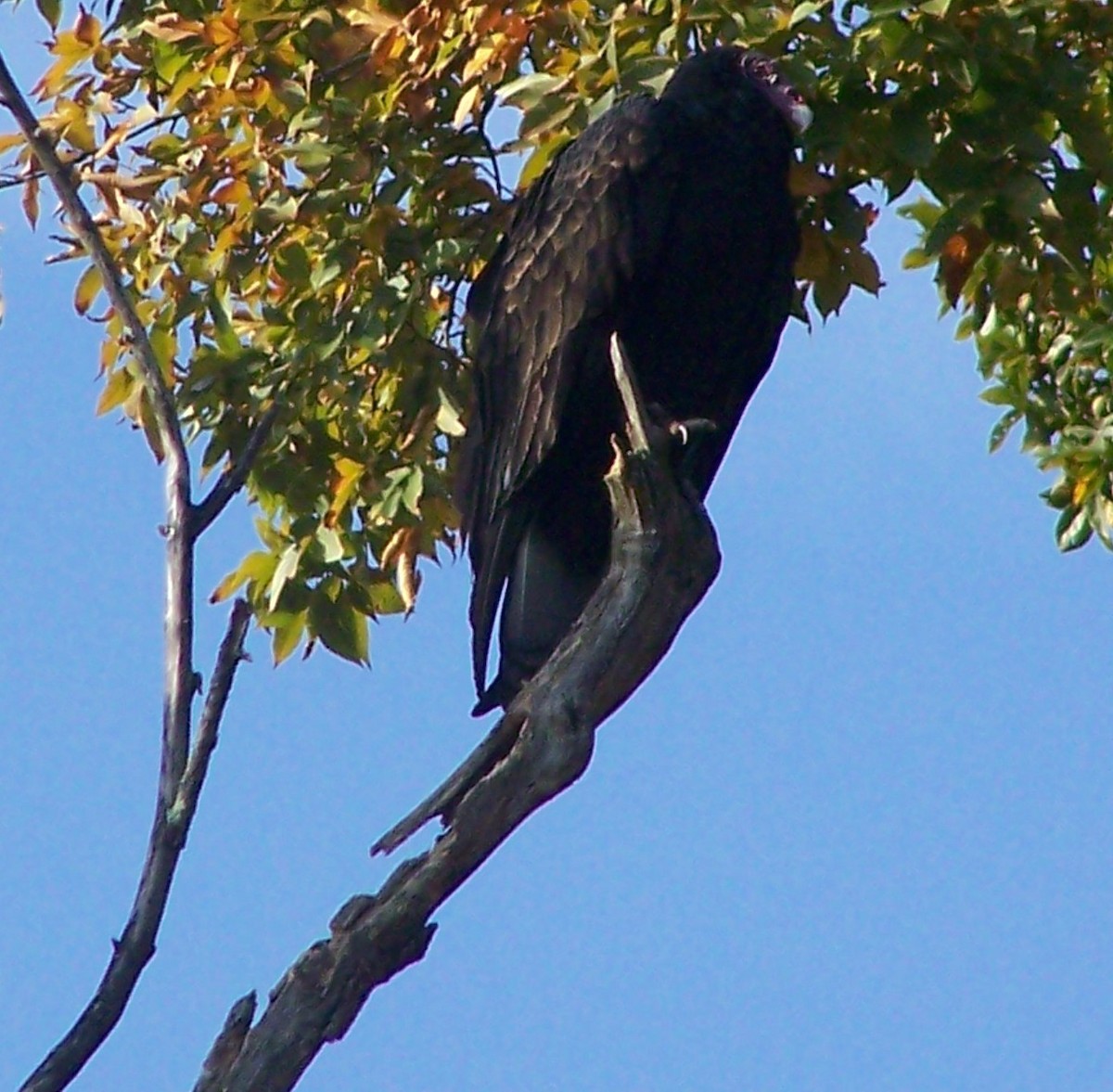Turkey Vulture - ML625691082