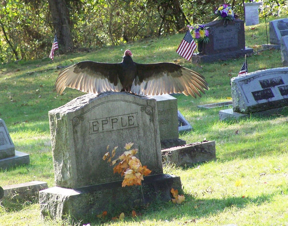 Turkey Vulture - ML625691083