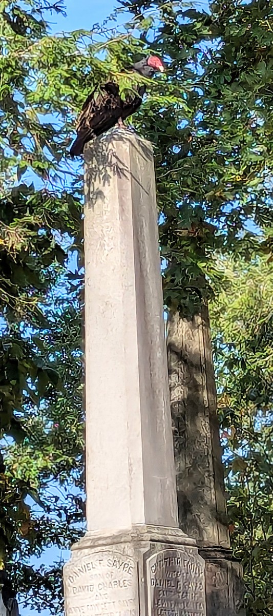 Turkey Vulture - ML625691084
