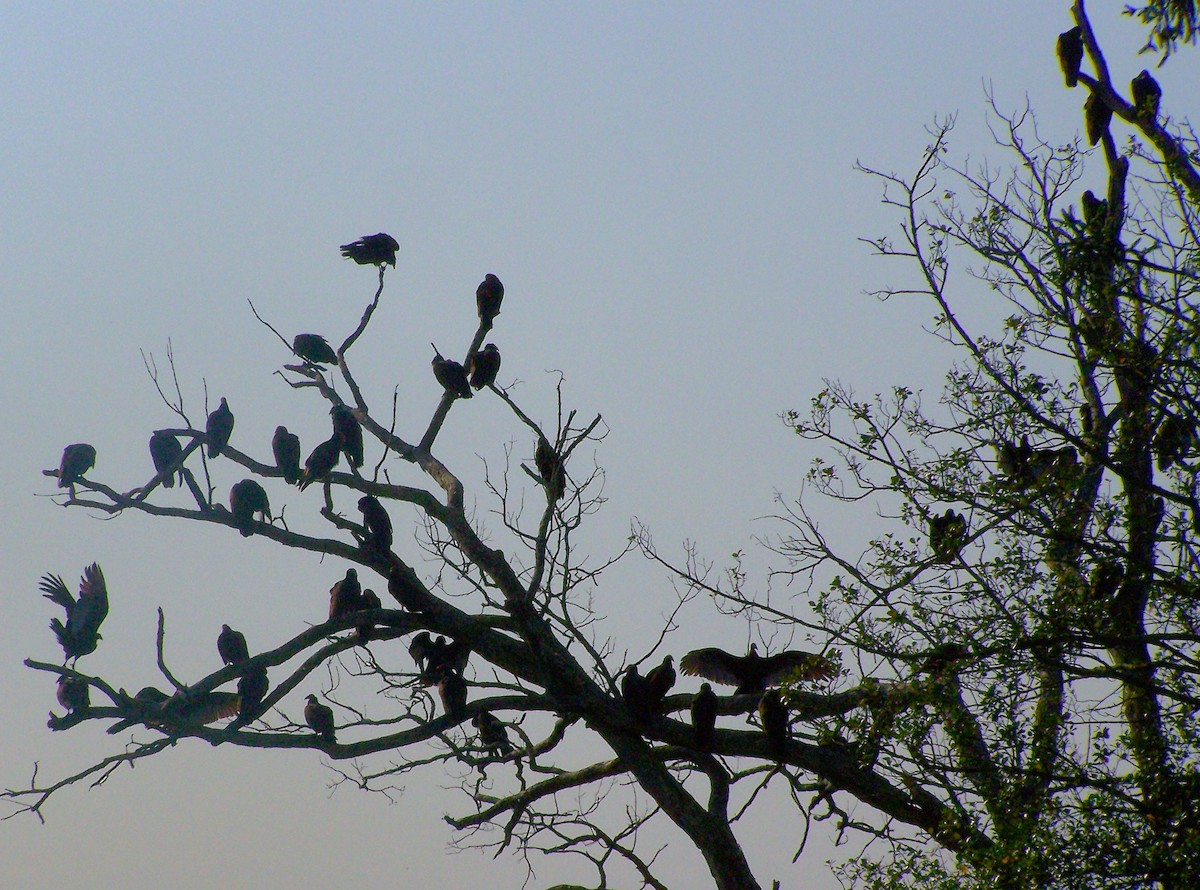 Turkey Vulture - ML625691085