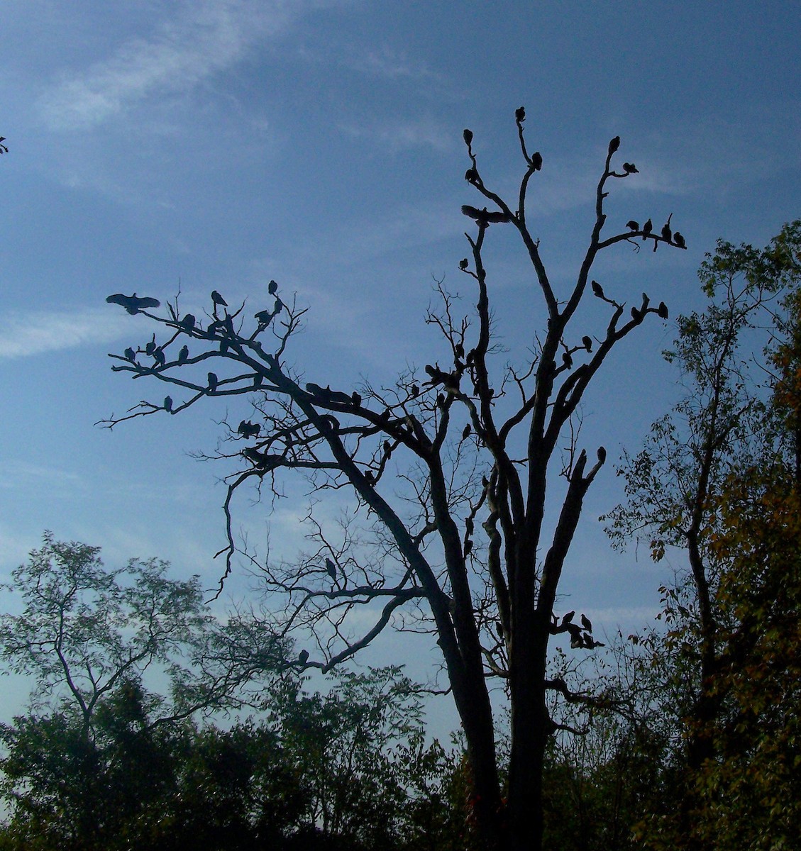 Turkey Vulture - ML625691086