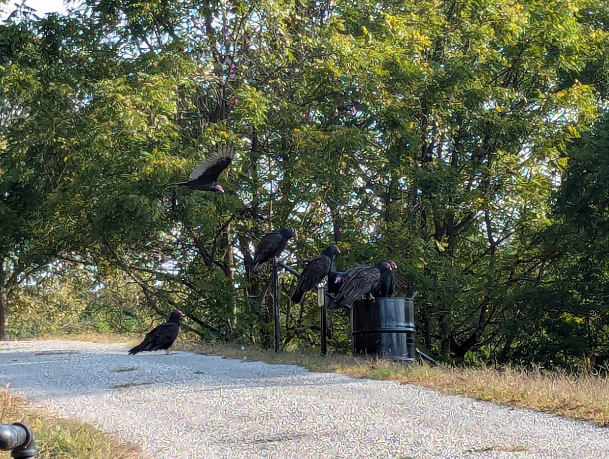 Turkey Vulture - ML625691087