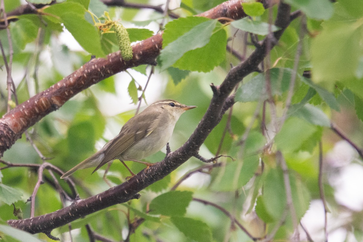 Arctic Warbler - ML625691218