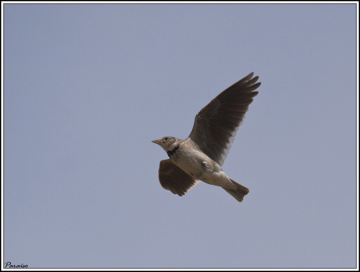 Calandra Lark - ML625691231