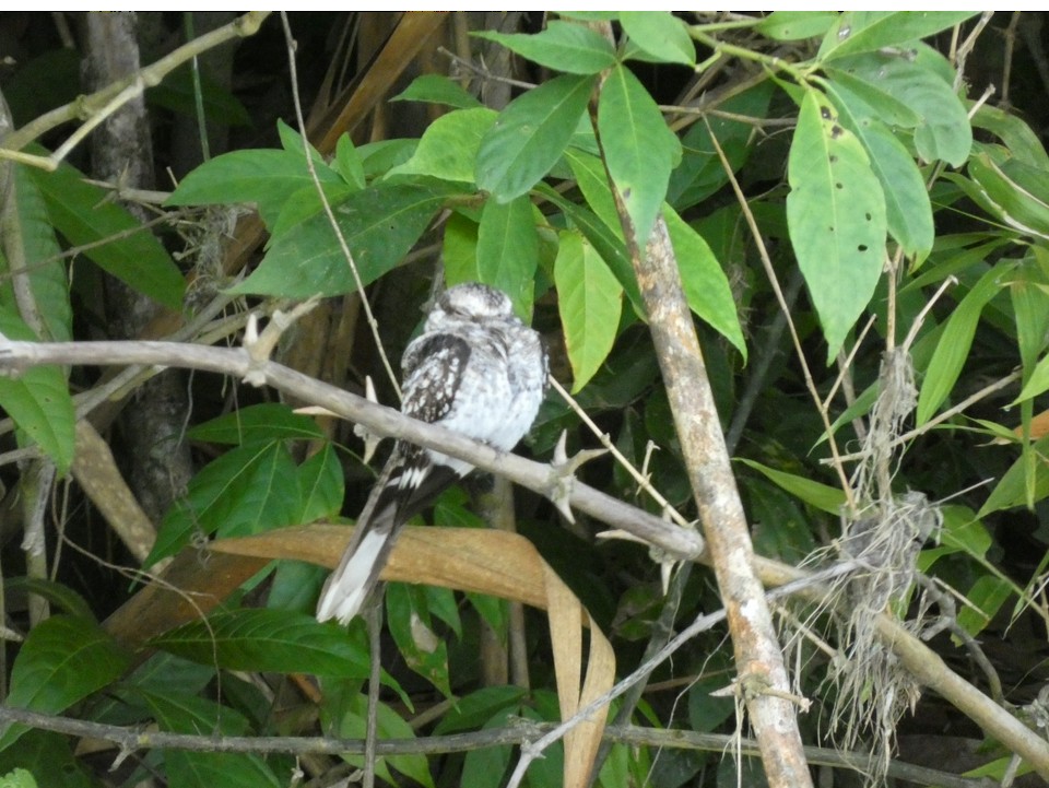 Ladder-tailed Nightjar - ML625691259