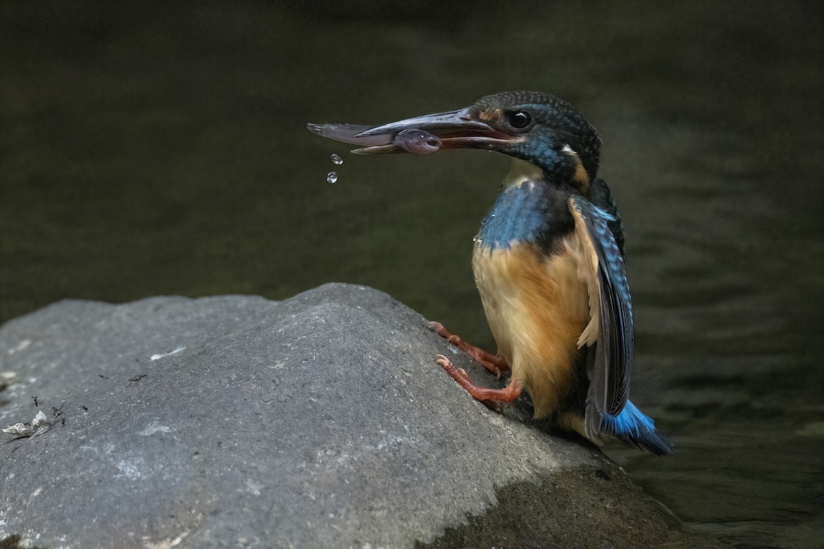 Javan Blue-banded Kingfisher - ML625691379