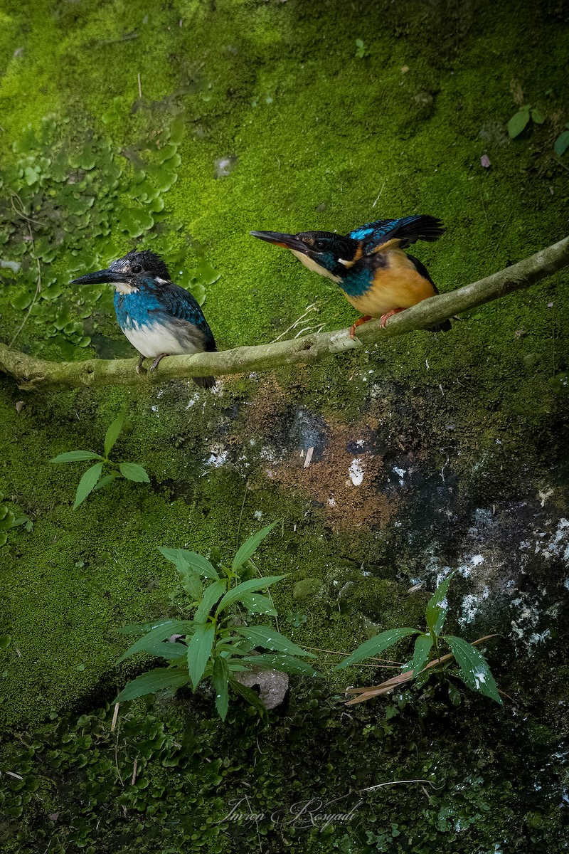 Javan Blue-banded Kingfisher - ML625691380