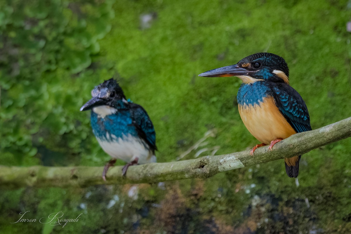 Javan Blue-banded Kingfisher - ML625691382