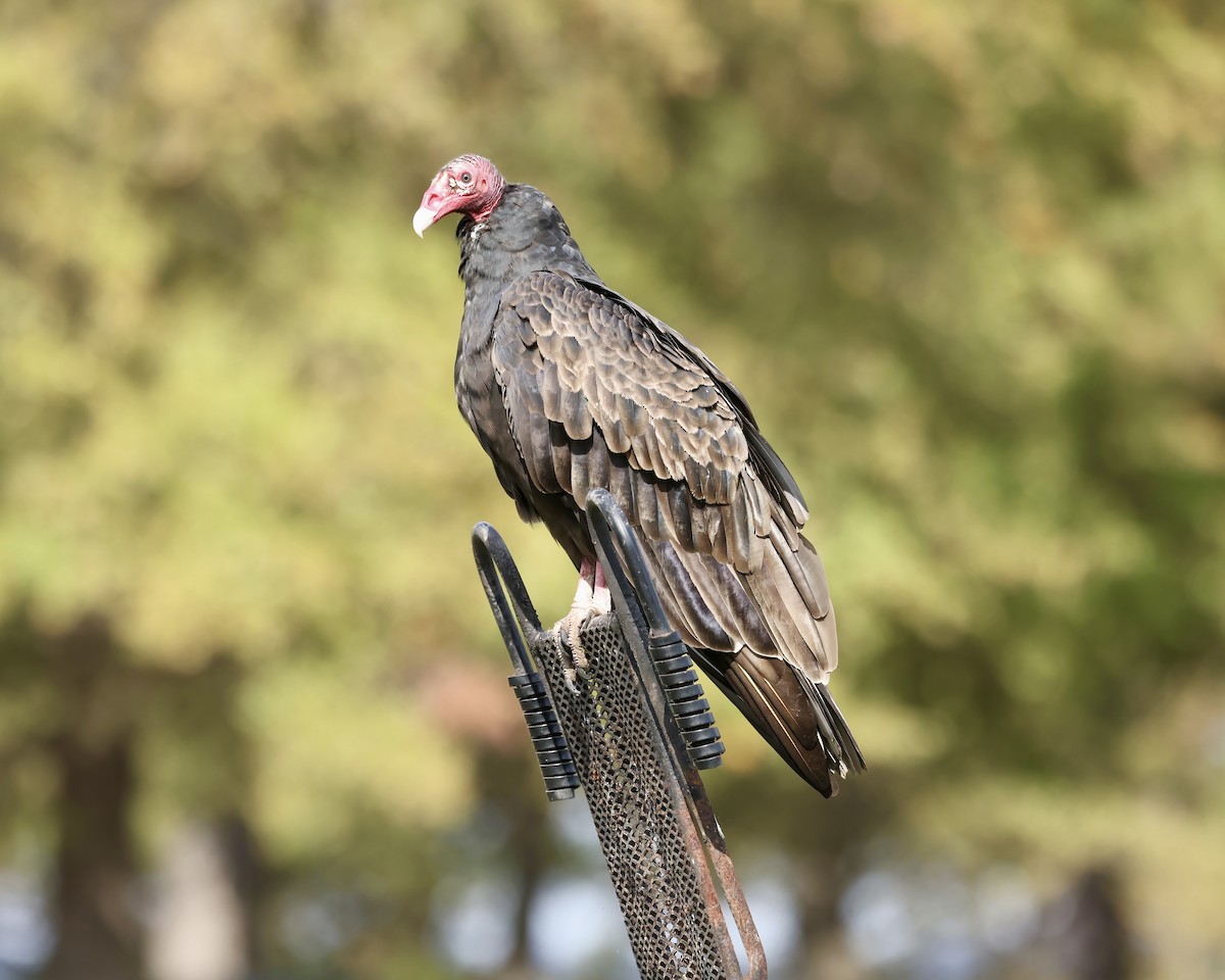 Turkey Vulture - ML625691398