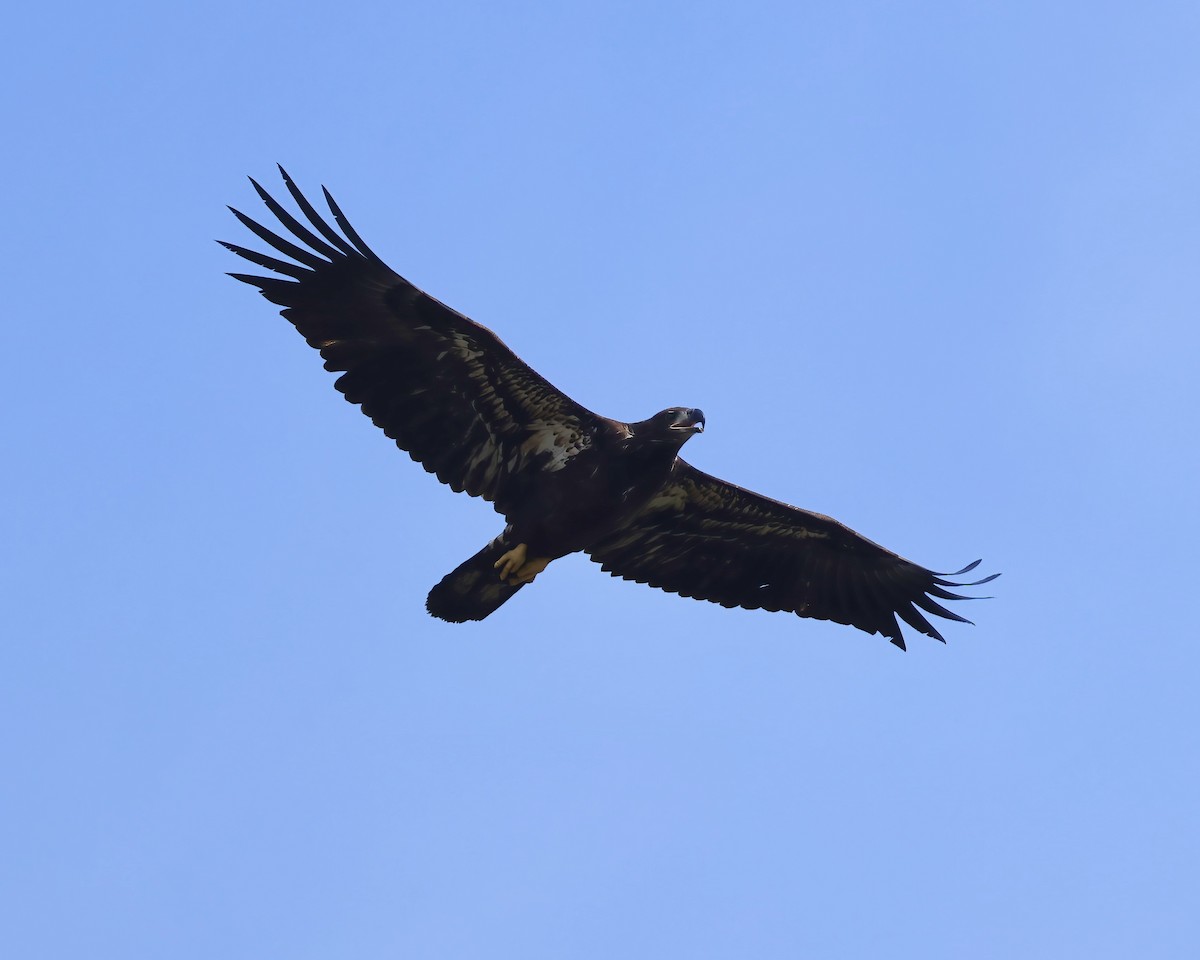 Bald Eagle - ML625691403