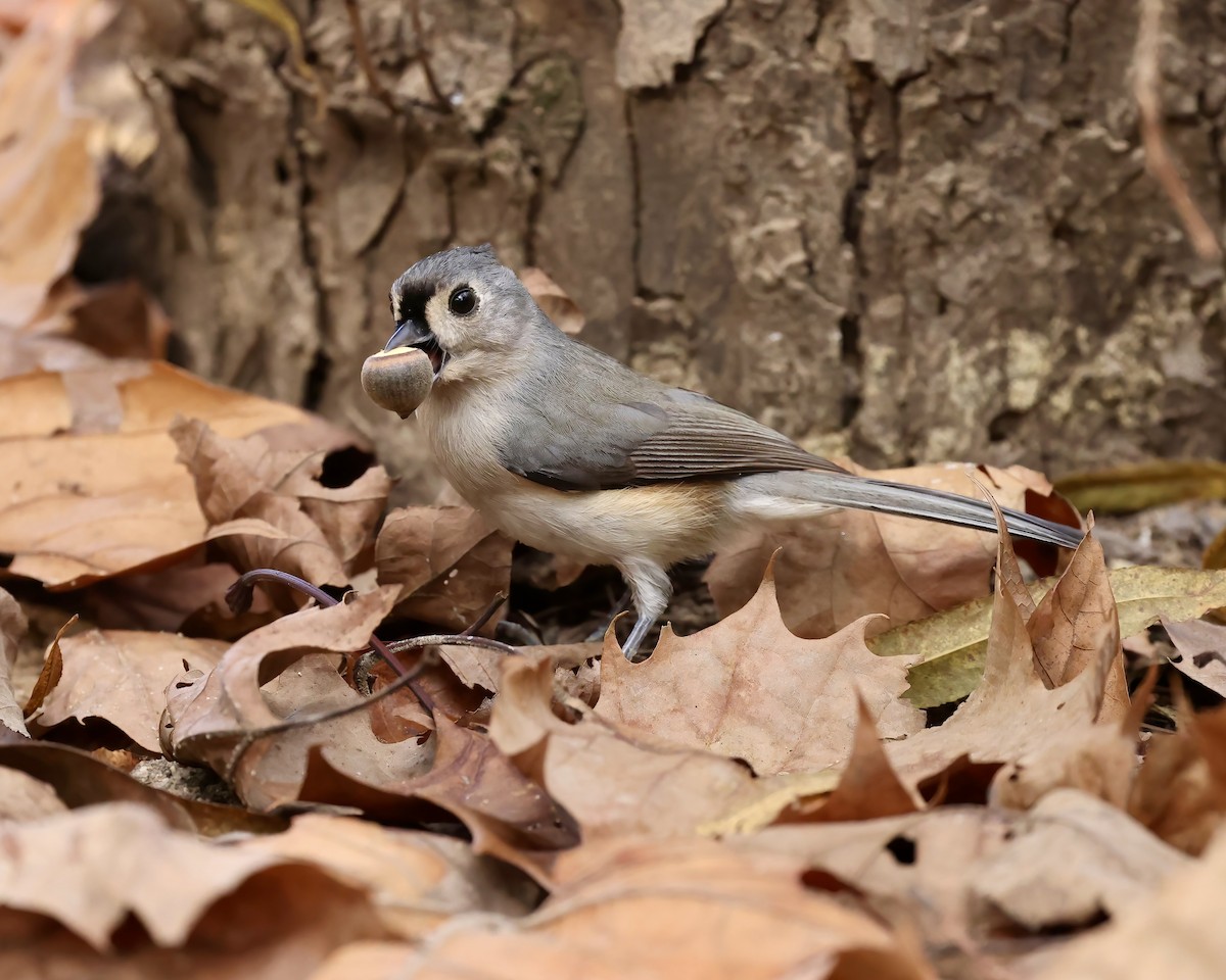 Tufted Titmouse - ML625691405