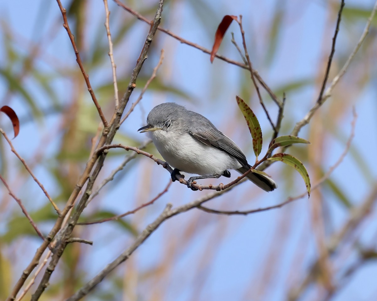 Blue-gray Gnatcatcher - ML625691415