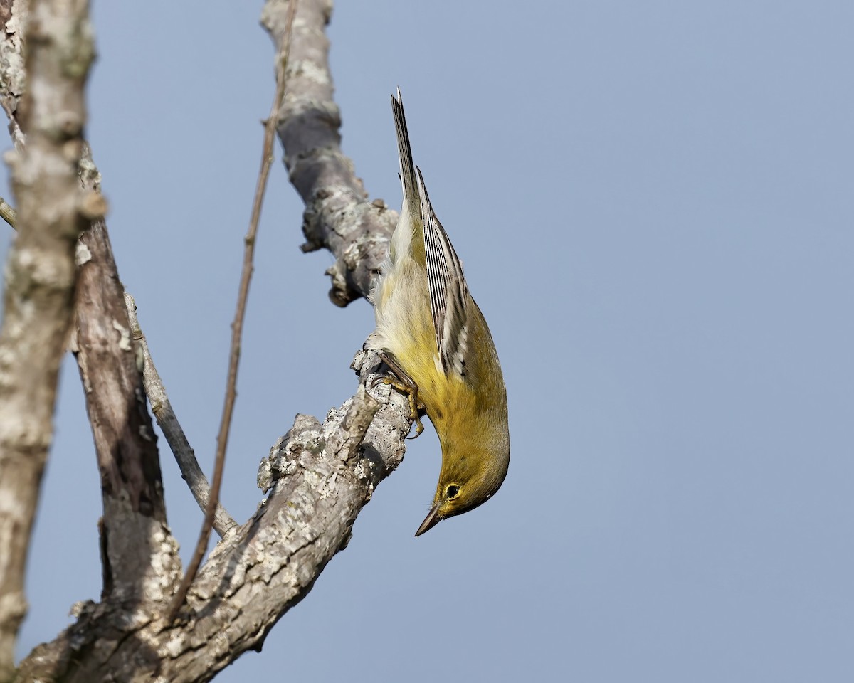 Pine Warbler - ML625691441