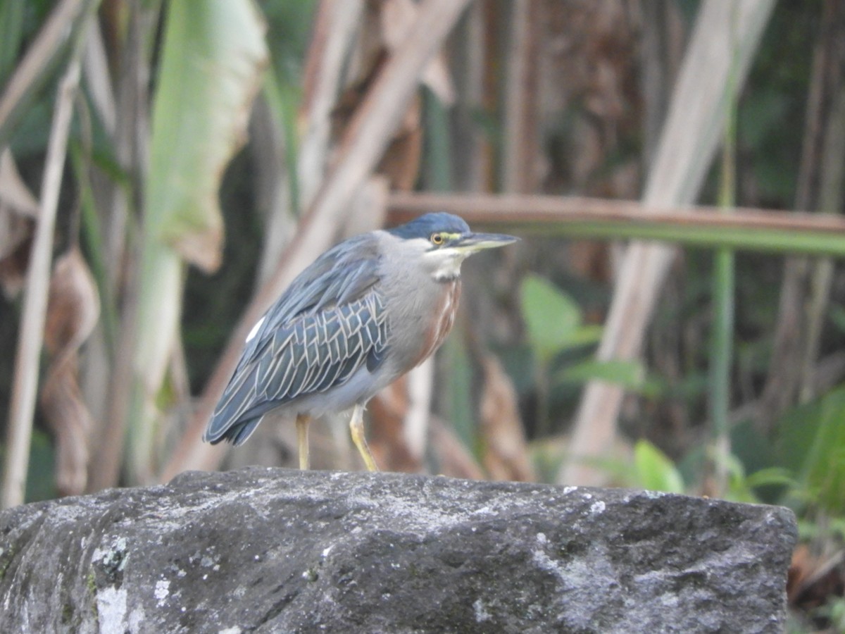Striated Heron - ML625691637