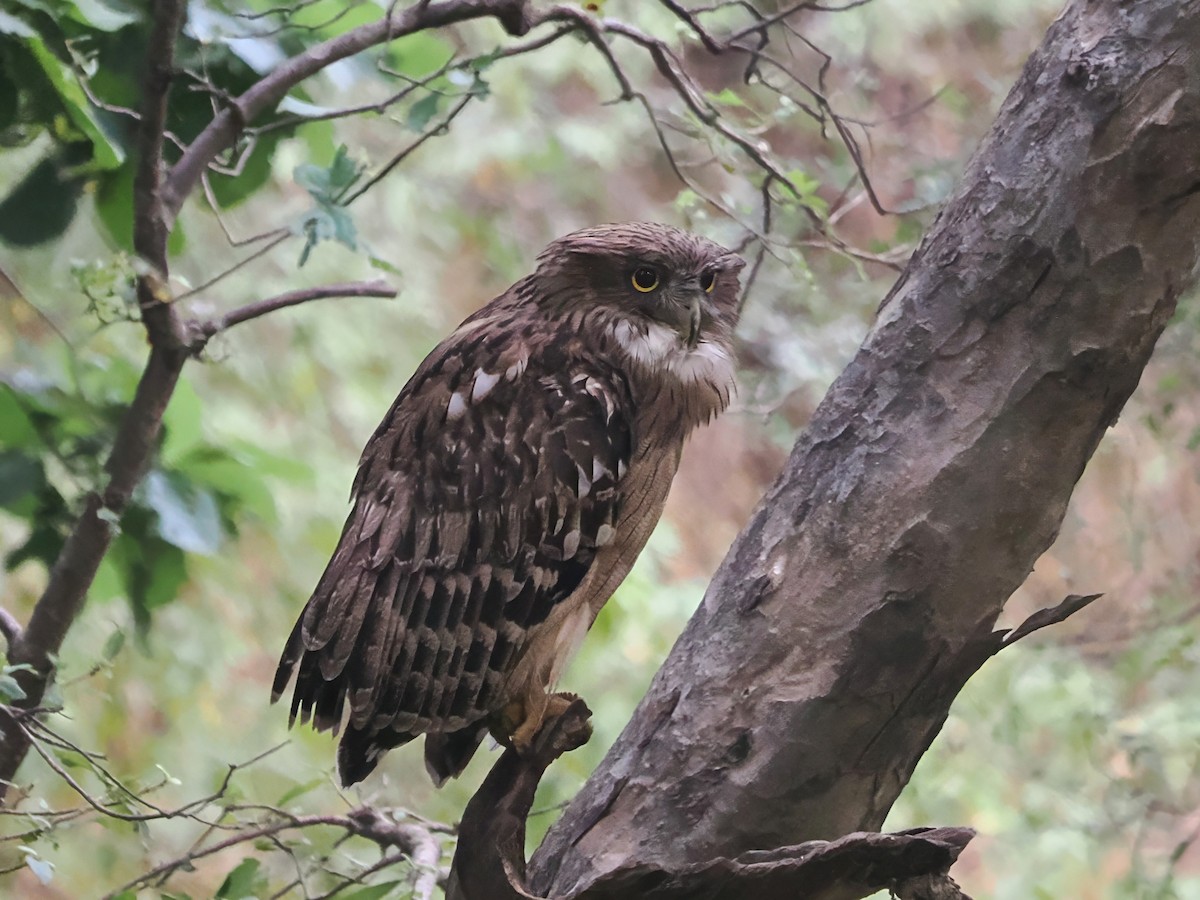 Brown Fish-Owl - ML625691773