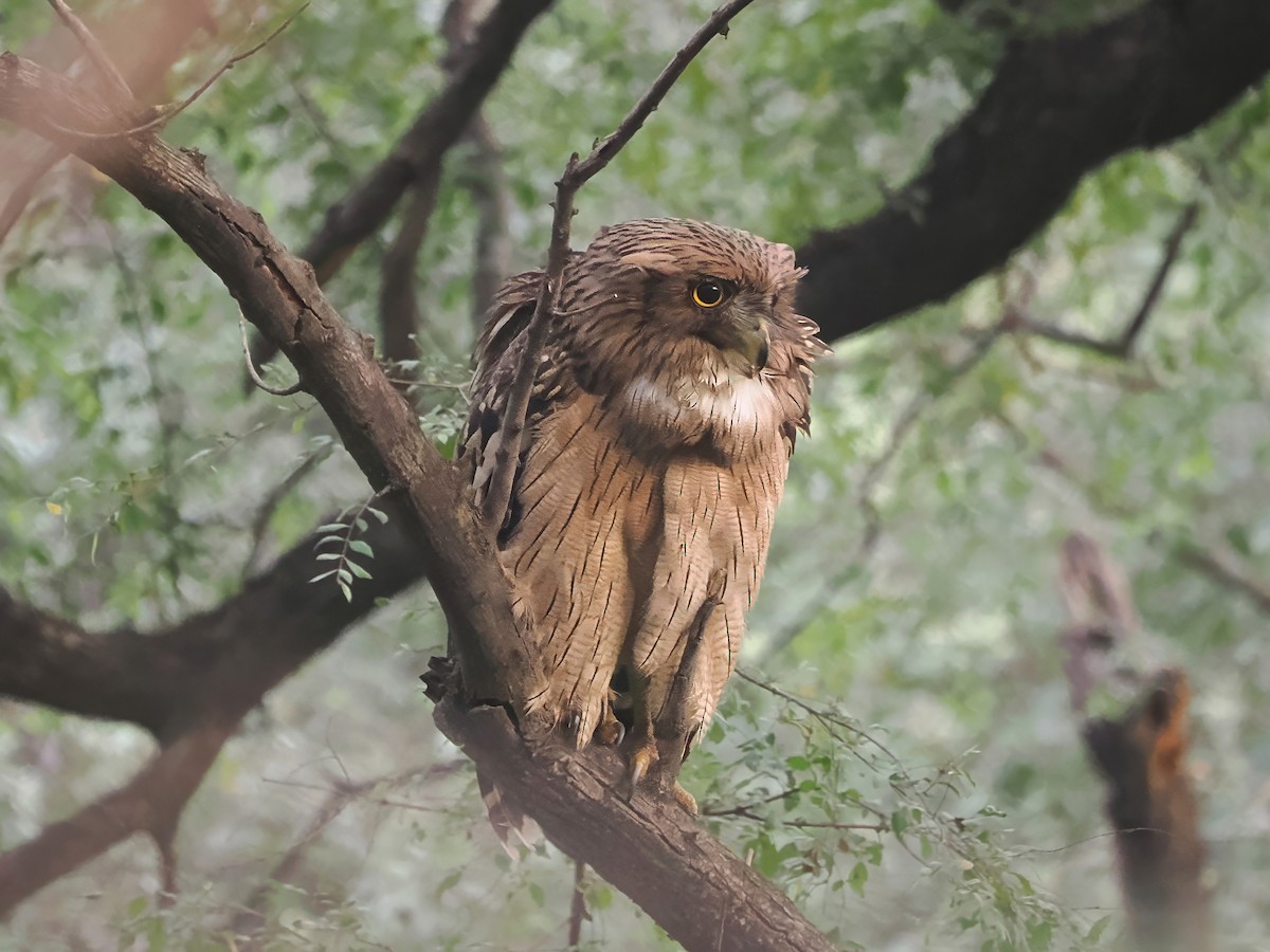 Brown Fish-Owl - ML625691776